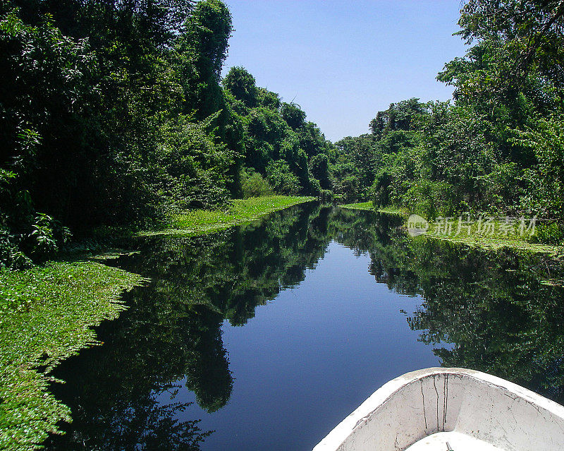 洪都拉斯Cuero y Salado野生动物保护区的红树林